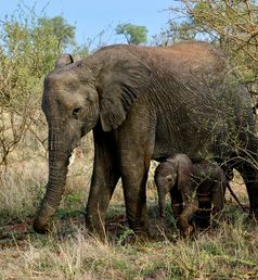 baby olifant in Kruger NP